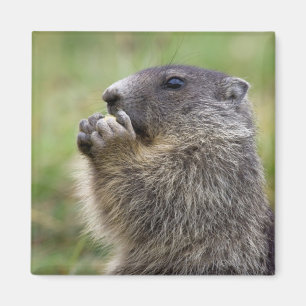 Imán Marmota marmota