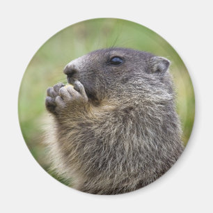Imán Marmota marmota