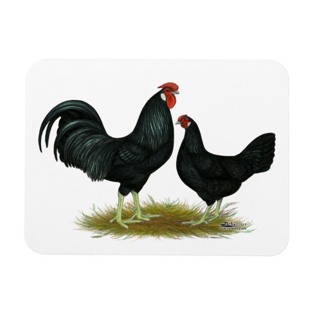 Imán Marsh Daisy Chickens (Horizontal)