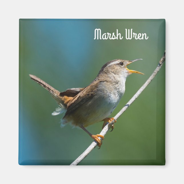 Imán Marsh Wren (Frente)
