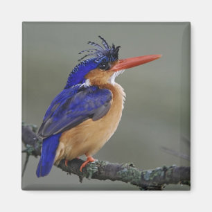 Imán Martín pescador malachite, Alcedo cristata, Lago