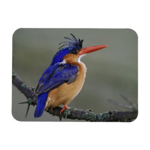 Imán Martín pescador malachite, Alcedo cristata, Lago