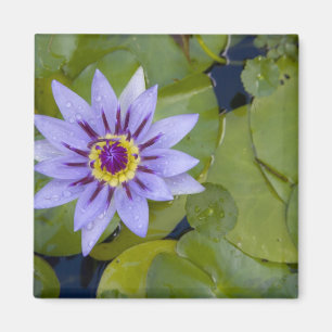 Imán Martinica, Antillas Francesas, Indias Occidentales