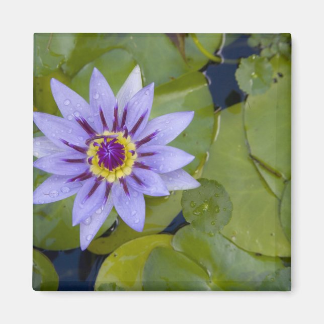 Imán Martinica, Antillas Francesas, Indias Occidentales (Frente)