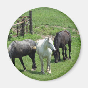 Imán ¡Más caballos!