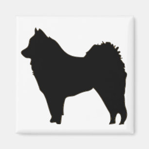 Imán más eurasier