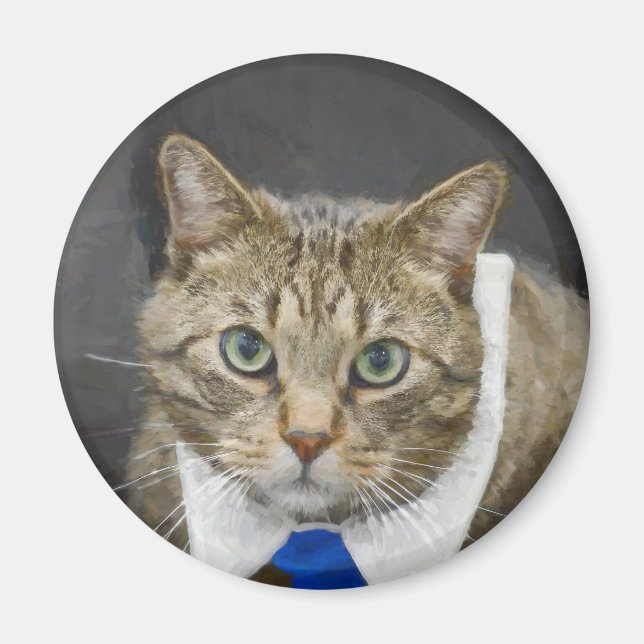 Imán Mascota de amarre azul gris de gato lindo tabby (Frente)