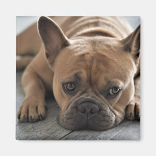 Imán Mascota de fotografía personalizado Perro