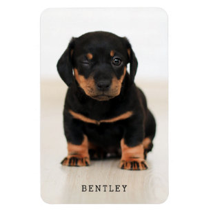 Imán Mascota de perro fotográfico completo moderno  Ne