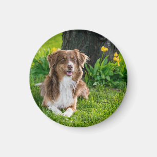 Imán Mascota de perro personalizado