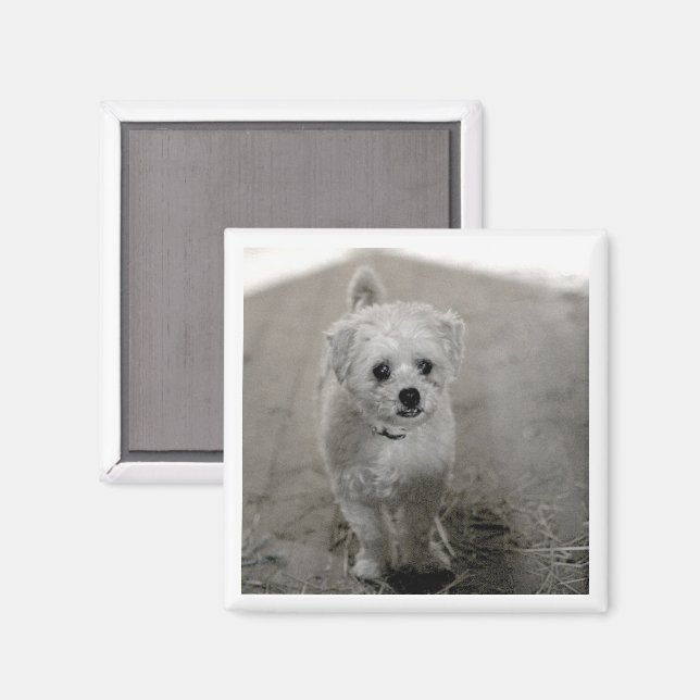 Imán Mascota FOTO Timeless Keepsake Perro Mamá papá Div (Anverso/Reverso)