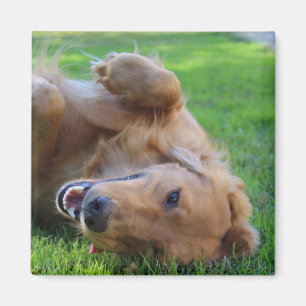 Imán Mascota personalizado