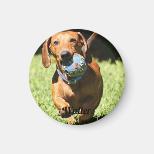 Imán Mascota personalizado Foto y texto
