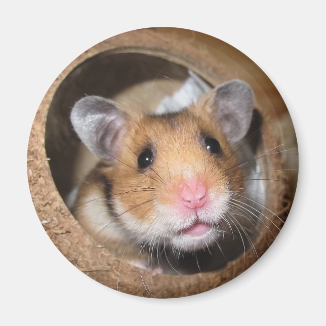 Imán Mascota sirio Hamster - Hamster estándar - Oso de  (Frente)