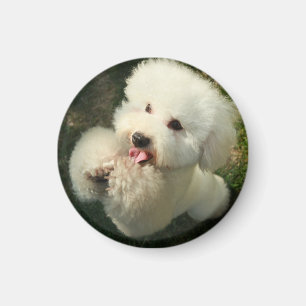 Imán Mascotas, perro, caniche