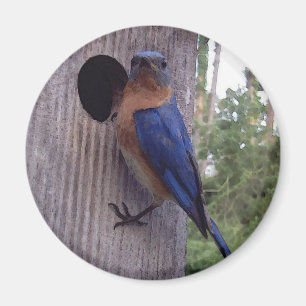 Imán masculino del Bluebird