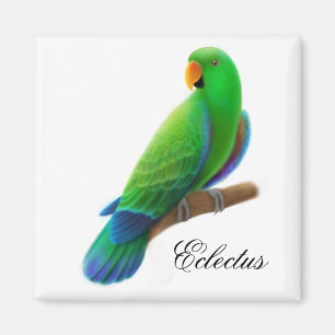 Imán masculino del loro de Eclectus