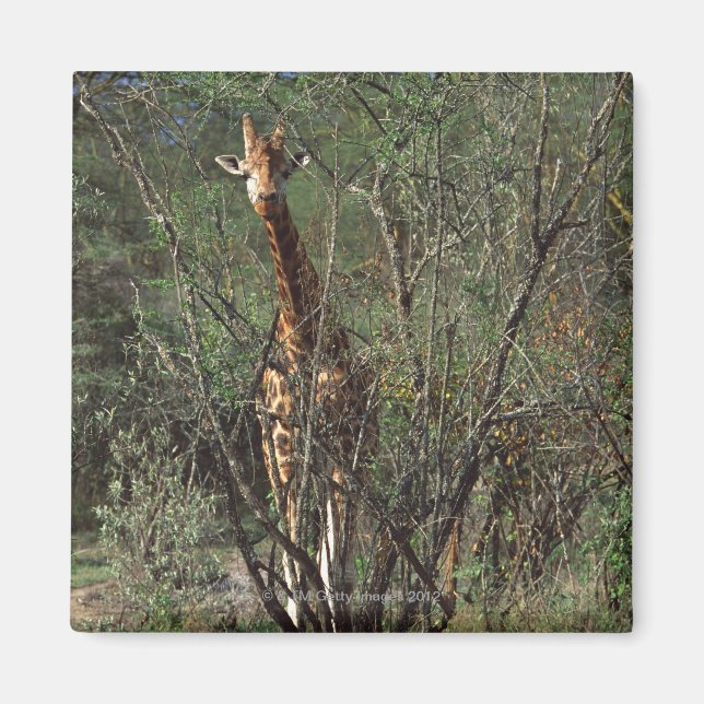 Imán Massai Giraffe (Frente)
