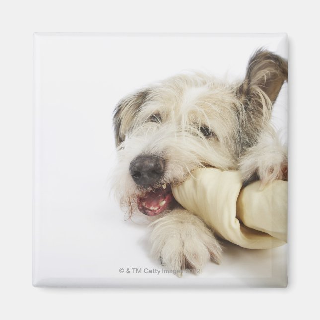 Imán Masticar perros con un hueso de Rawhid (Frente)