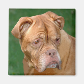 Imán Mastiff de Francia