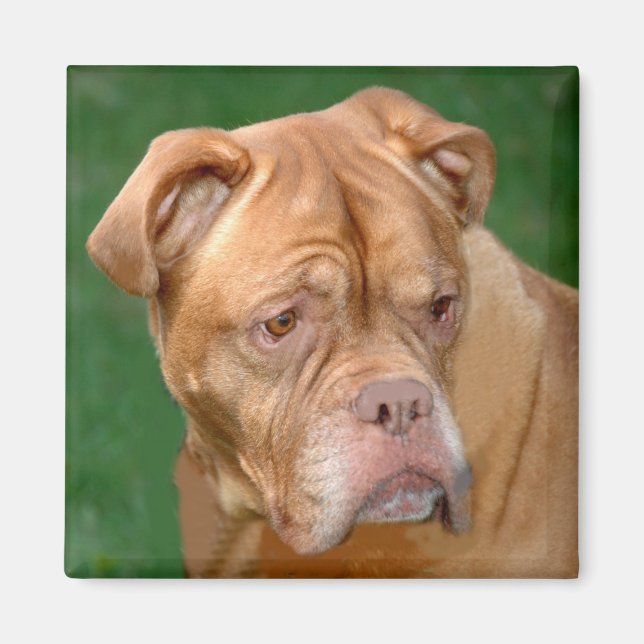 Imán Mastiff de Francia (Frente)