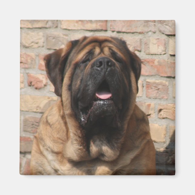 Imán  Mastiff englische Dogge Vatertag  (Frente)