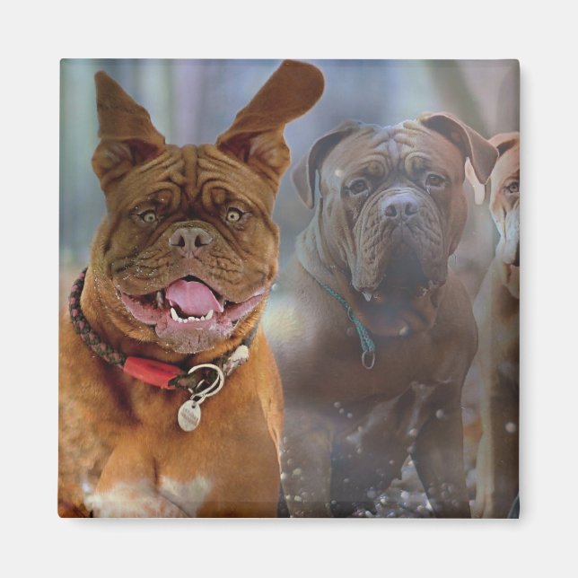 Imán Mastiff Plus (Frente)