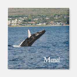 Imán Maui Humpback Whale Breaking Magnet