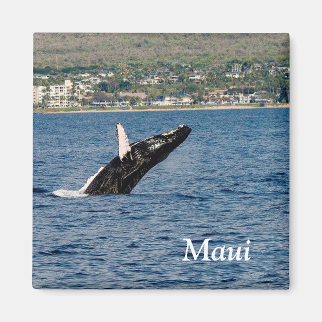Imán Maui Humpback Whale Breaking Magnet (Frente)