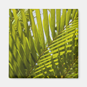 Imán Mauricio, Mauricio central, Moka, palmera 2