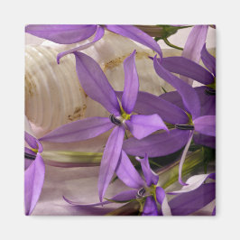 Imán Mauve Starshine  Laurentia