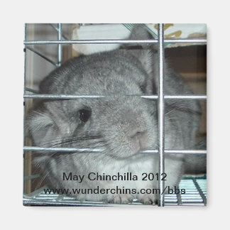 Imán May chinchilla 2012 imnet