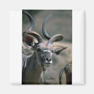 Imán Mayor Kudu