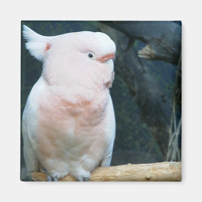 Imán Mayor Mitchell Cockatoo (Frente)