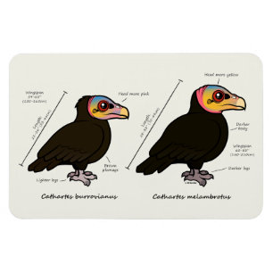 Imán mayor v Amarillo-dirigido menos