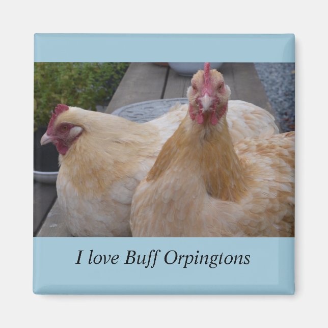 Imán Me Encanta. Buff Orpingtons Chicken Magnet (Frente)