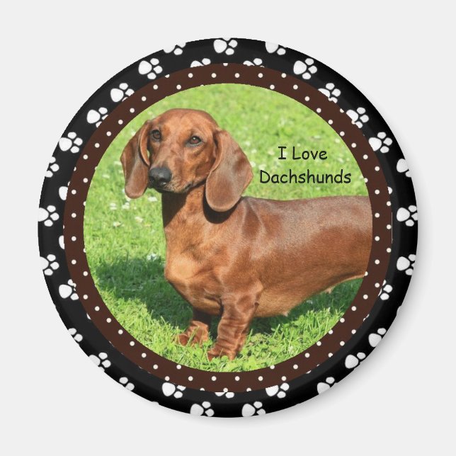 Imán Me encanta Dachshunds 2 Magnet (Frente)