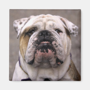 Imán Me encanta el Bulldog inglés cachorro de perro