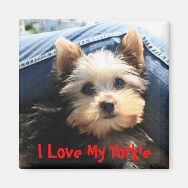 Imán Me encanta mi Yorkie (Frente)