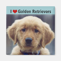 Me encantan los recuperadores de oro, una cachorra