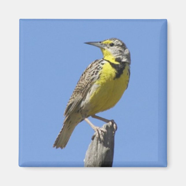 Imán Meadowlark Occidental (Frente)