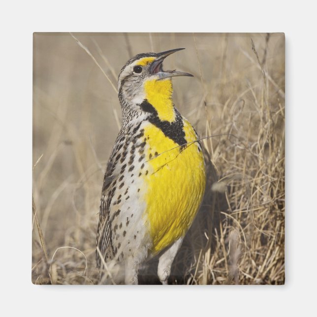 Imán Meadowlark occidental (Strunella neglecta) (Frente)