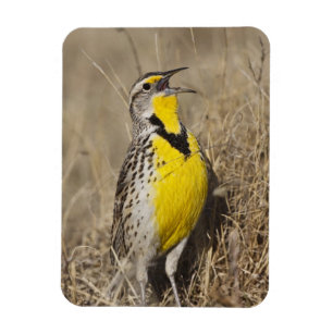 Imán Meadowlark occidental (Strunella neglecta)