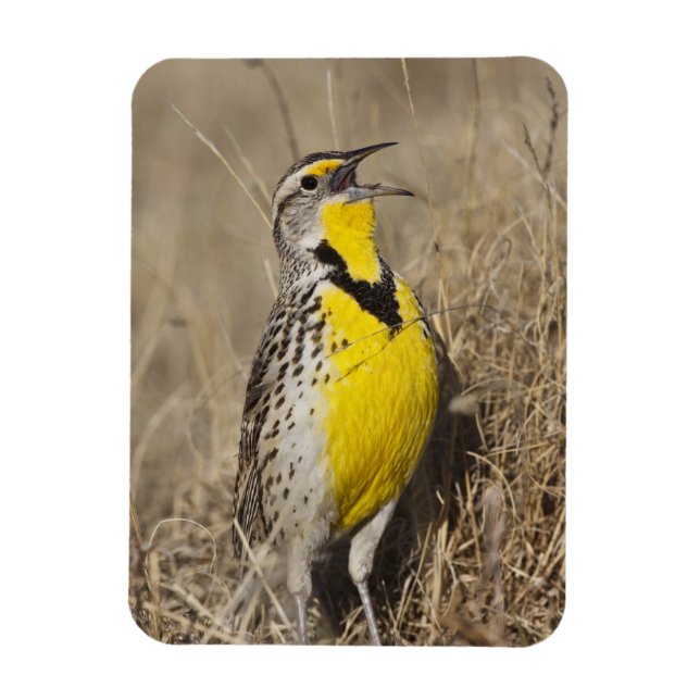 Imán Meadowlark occidental (Strunella neglecta) (Vertical)