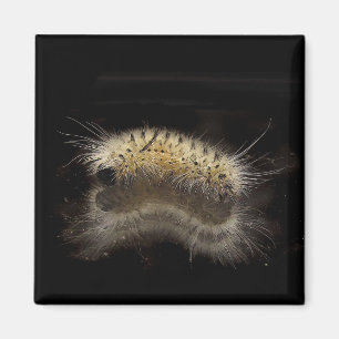 Imán Mechón Caterpillar de la nuez dura