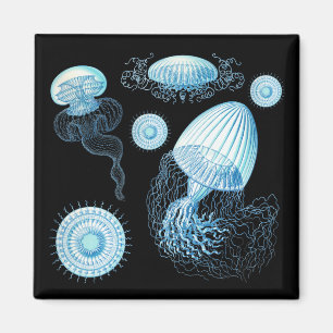 Imán Medusa de Haeckel personalizable