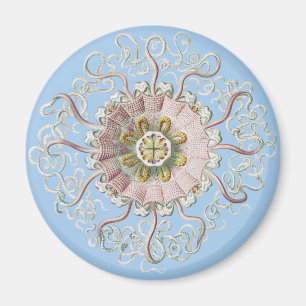 Imán Medusa de la aguamala rosa náutica de Ernst Haecke