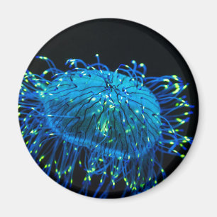 Imán medusas bioluminiscentes