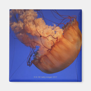 Imán Medusas de la ortiga del mar
