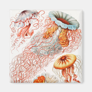 Imán Medusas, Discomedusae por Ernst Haeckel